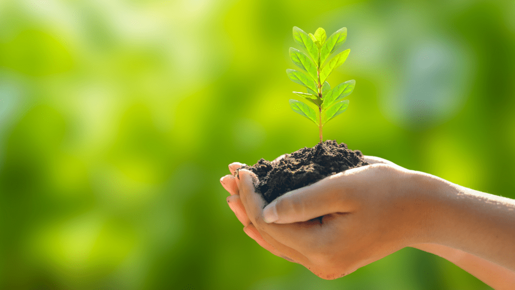 a person holding a small plant with soil