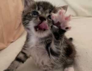 how was teckaya construction equipment founded