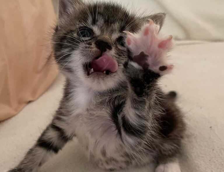 how was teckaya construction equipment founded