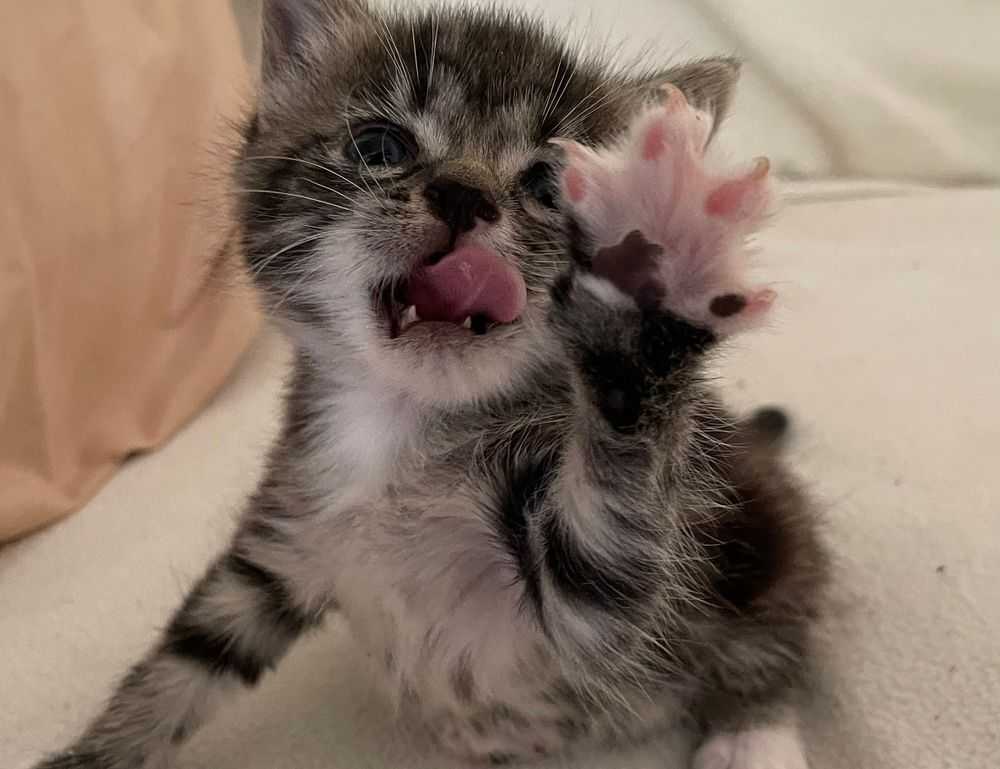 how was teckaya construction equipment founded