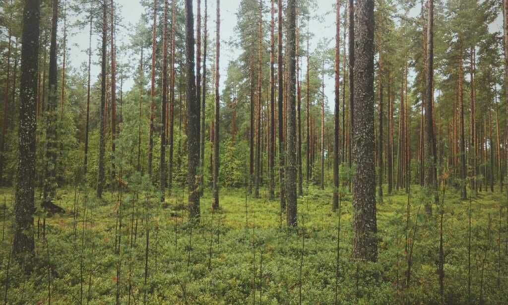 bff tekenen makkelijk in stappen
