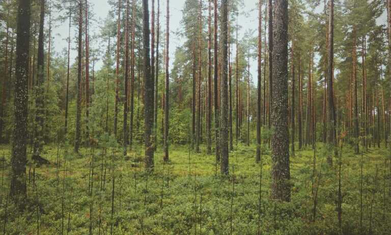 bff tekenen makkelijk in stappen