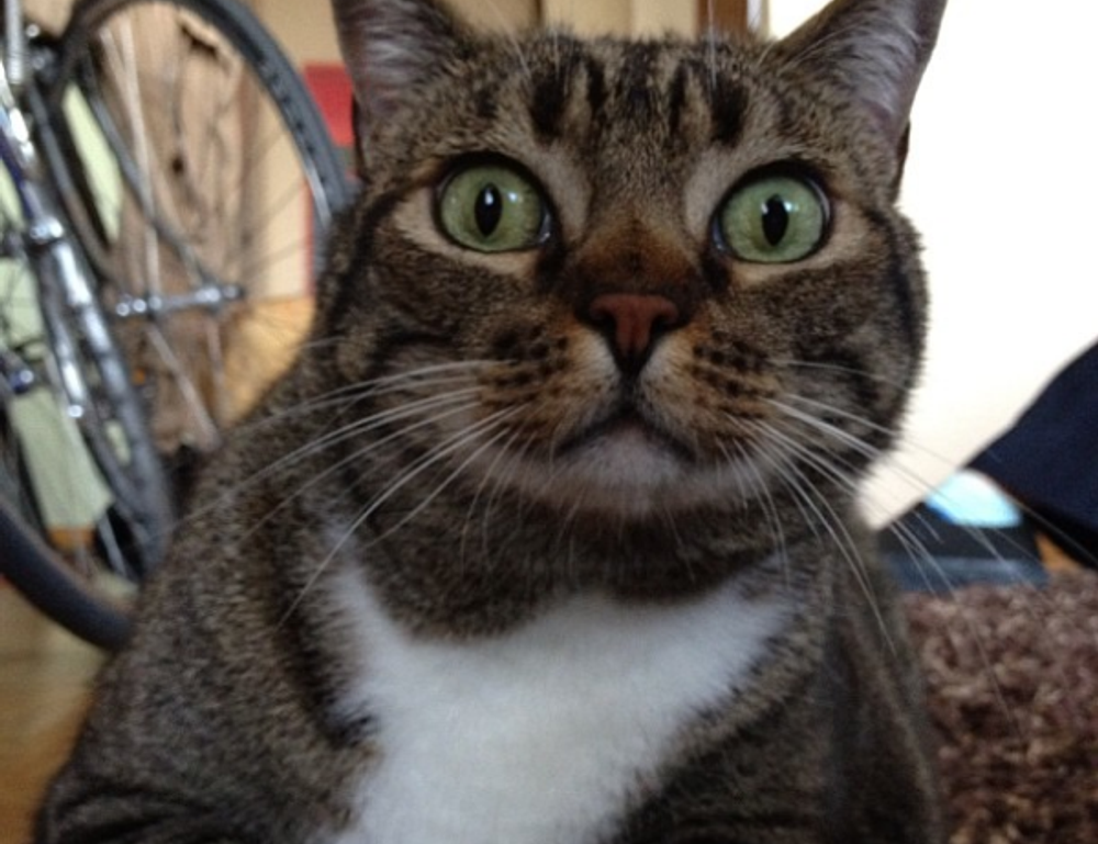 brawl stars kleurplaat squeak