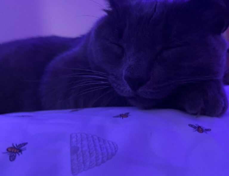 mikayla campinos leak nude