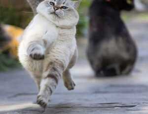 mormantul lui xxtenations