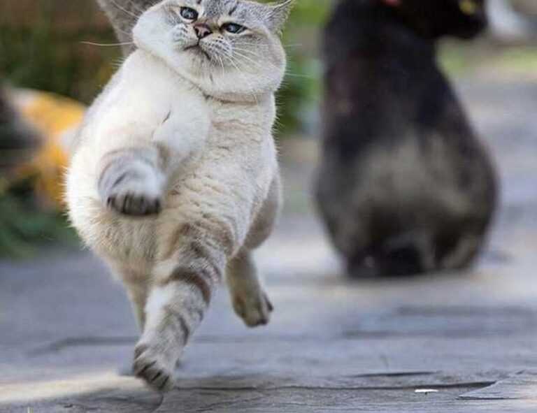 mormantul lui xxtenations