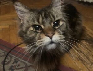 wow respuestas nivel 91