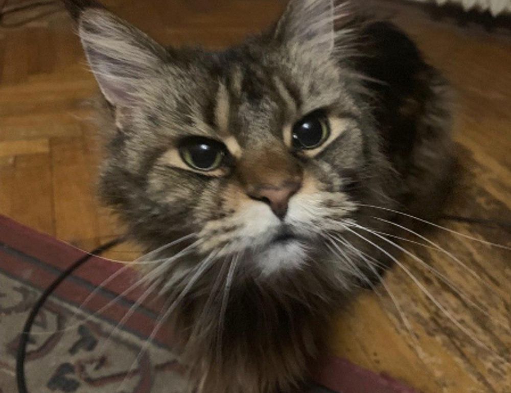 wow respuestas nivel 91